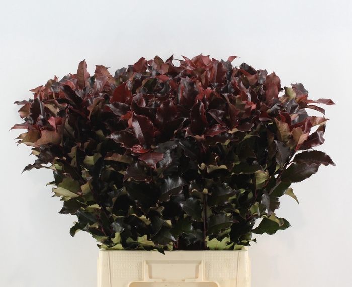 <h4>PHOT MAG VOLCANO 080CM</h4>