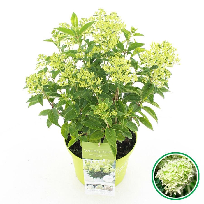 <h4>Hydrangea pan. 'Whitelight'® C5 (23cm.) Kn.</h4>