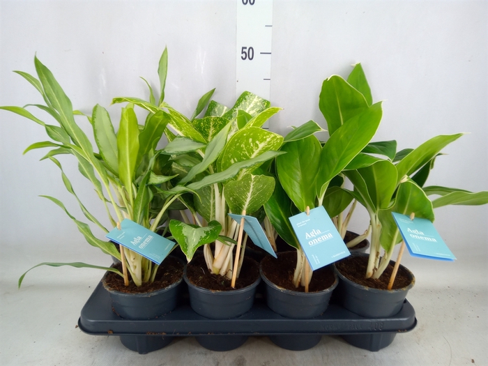 <h4>Aglaonema   ...mix</h4>