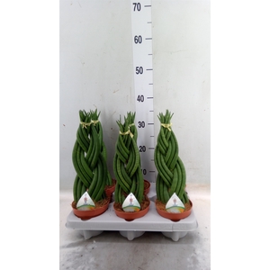 Sansevieria cyl.  ...