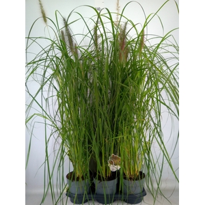 Pennisetum alopec.