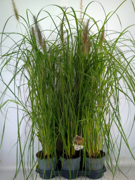 <h4>Pennisetum alopec.</h4>