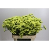 Limonium Star Eze