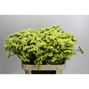 Limonium sinuatum Star Eze