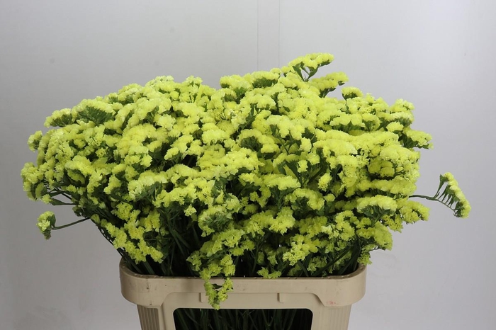 Limonium sinuatum Star Eze