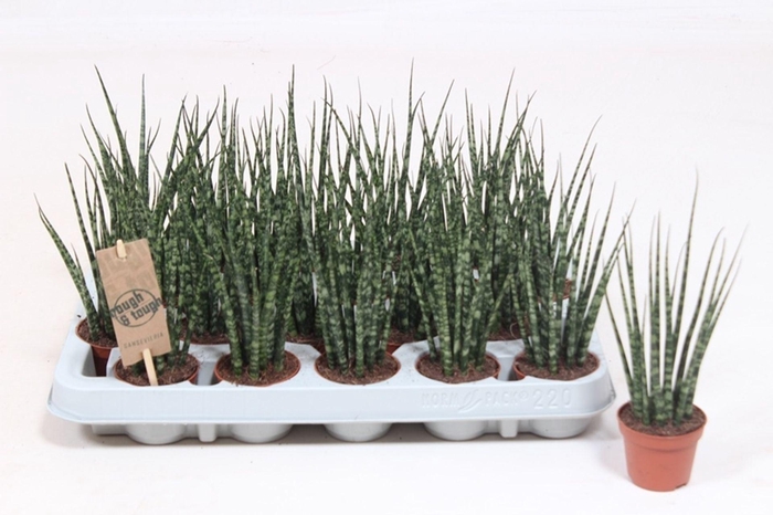 <h4>Sansevieria Fernwood</h4>