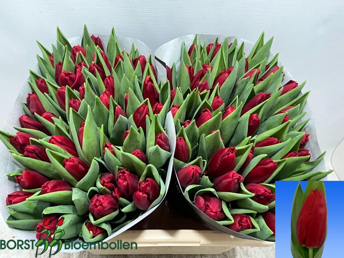 <h4>TU EN DYNAMO</h4>