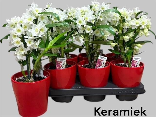 <h4>Dendr N Sc Apollon</h4>