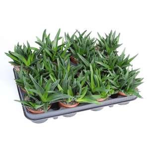 Haworthia pumila 'West Jogoo'