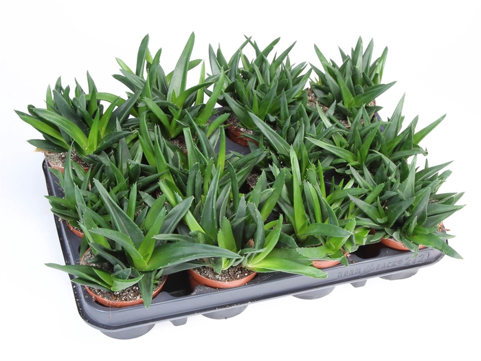 <h4>Haworthia pumila 'West Jogoo'</h4>