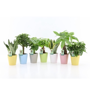 Easy to Care Mix in Pastel Keramiek