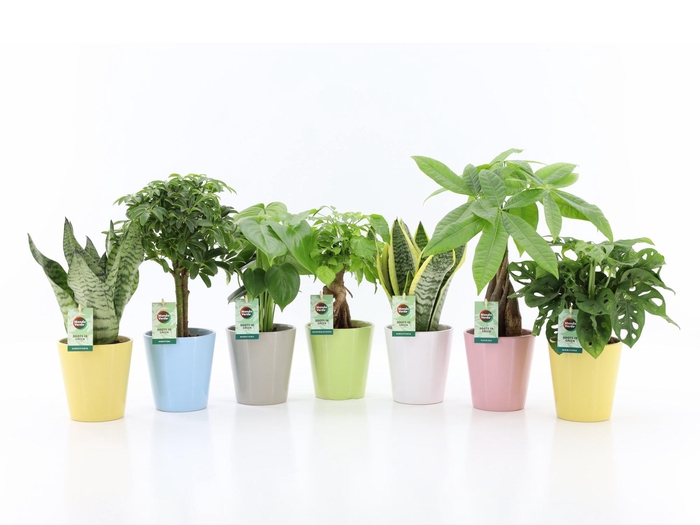 Easy to Care Mix in Pastel Keramiek