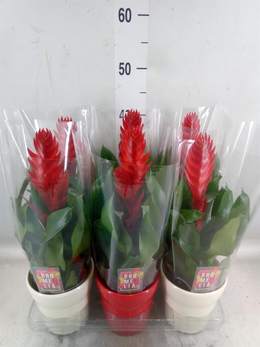 <h4>Vriesea  'Style'</h4>