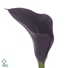 Zantedeschia odessa