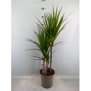 Dracaena marg.