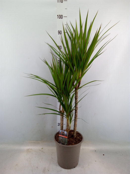 <h4>Dracaena marg.</h4>