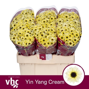 Chr S Yin Yang Cream