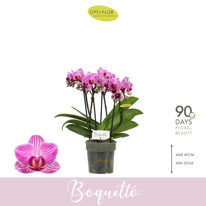 <h4>PHAL OPTI BOQUETTO DELIGHT 3-5 SPIKE</h4>