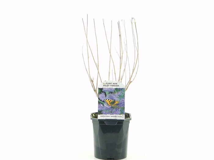 <h4>Caryopteris cland. Heavenly Blue</h4>
