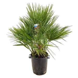 Chamaerops humilis