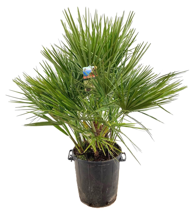 <h4>Chamaerops humilis</h4>