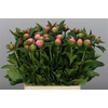 Paeonia 'Etched Salmon'