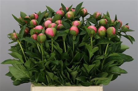 Paeonia 'Etched Salmon'