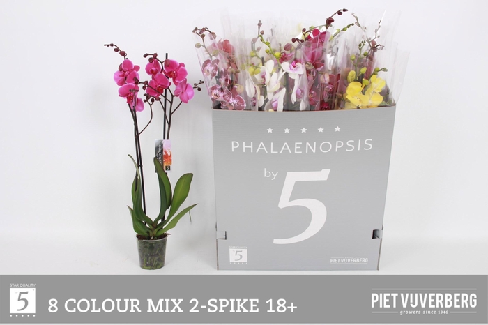 <h4>PHAL GEM 8 KL</h4>