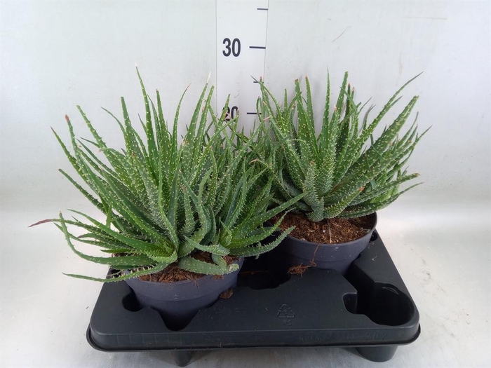 <h4>Aloe humilis</h4>