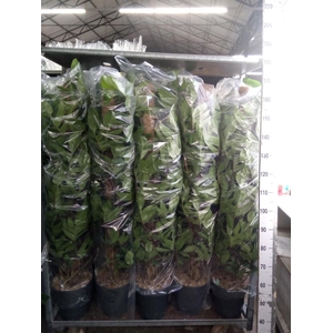 Philodendron pedatum