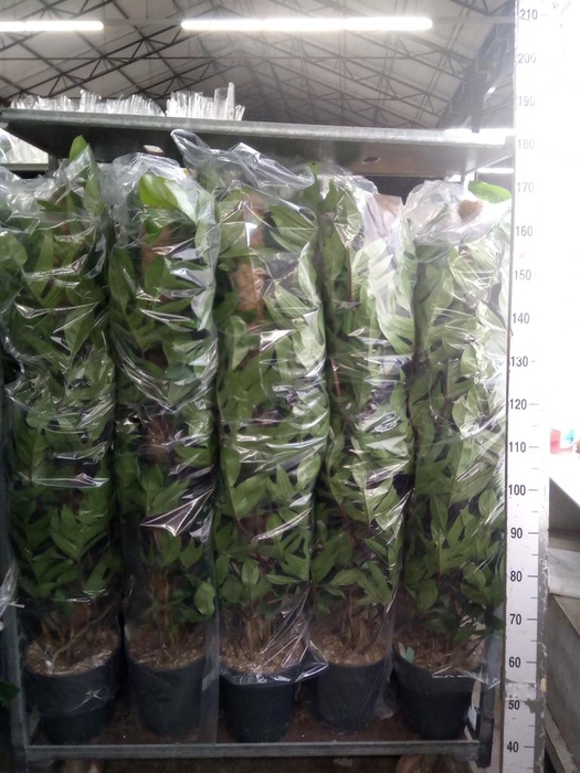<h4>Philodendron pedatum</h4>