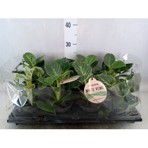 Philodendron   ...