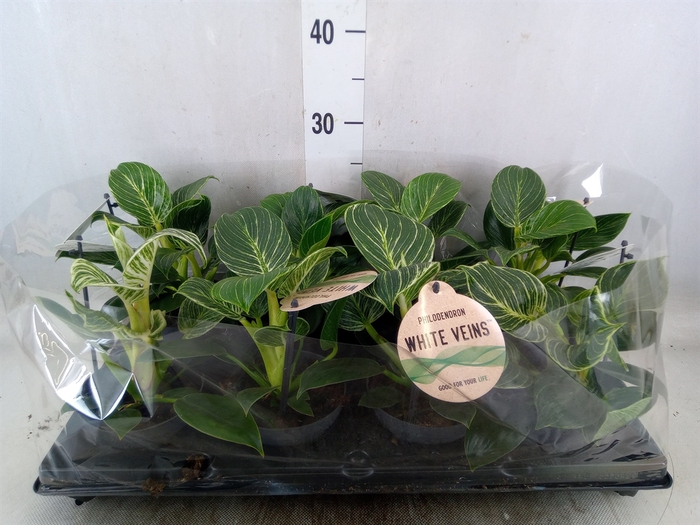 <h4>Philodendron   ...</h4>