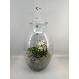 Arr. Phalaenopsis H%