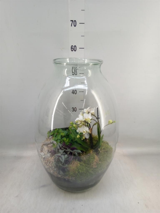 <h4>Arr.  Phalaenopsis  H%</h4>