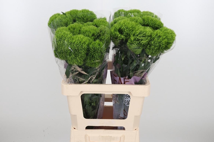 <h4>Di Barb Kiwi Mellow</h4>