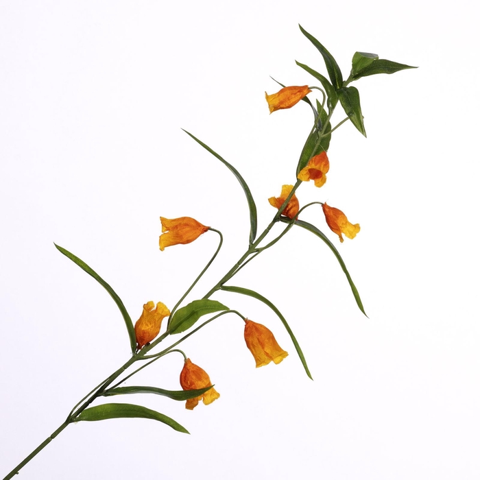 Sandersonia Spray Orange FL440331ORA