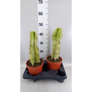 Euphorbia ingens 'Variegata'