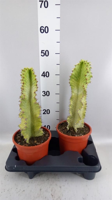 <h4>Euphorbia ingens 'Variegata'</h4>