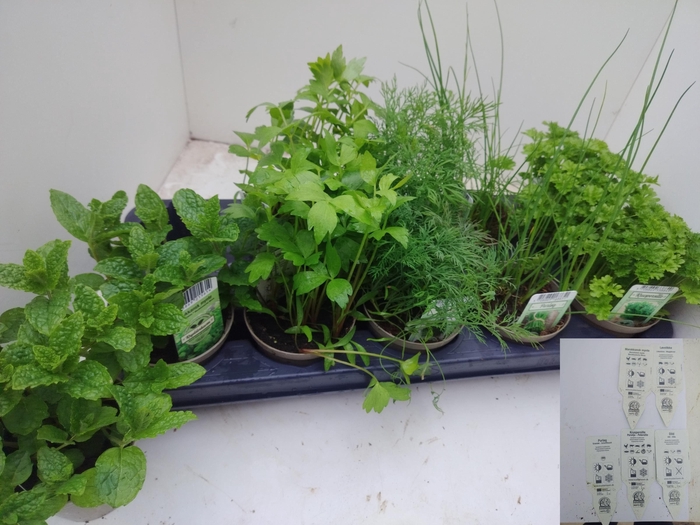 <h4>TUINKRUIDEN OV</h4>