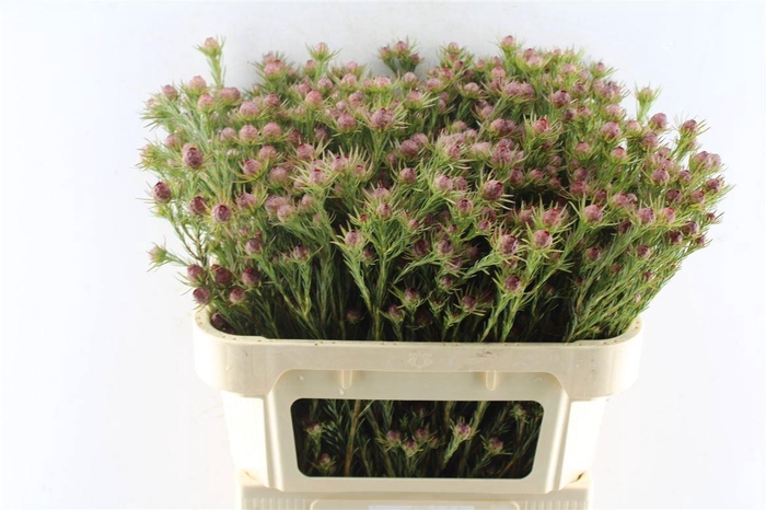 <h4>LEUCAD JUBILEE CROWN</h4>