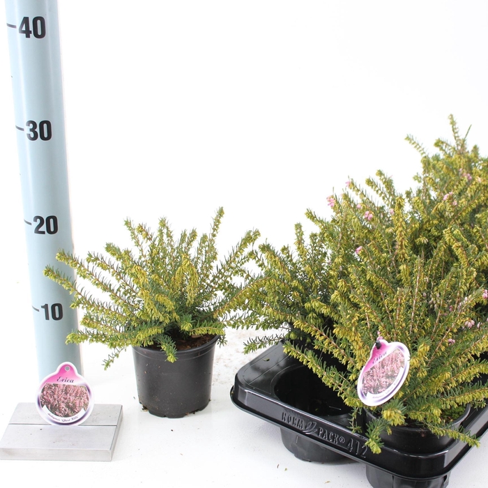 <h4>Erica darleyensis Ghost Hills</h4>
