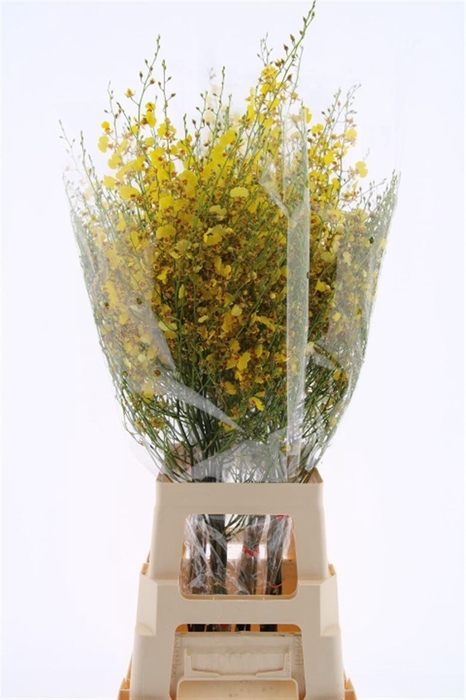 <h4>Onc Golden Wish Xxl</h4>