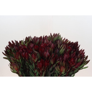 Leucadendron Saf Sunset Dark R.