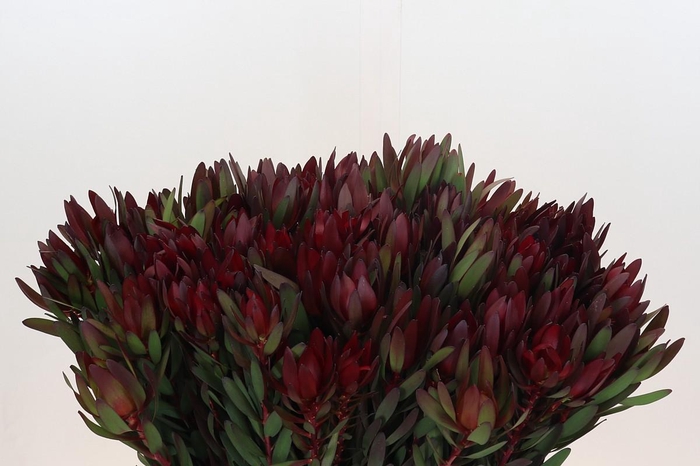 Leucadendron Saf Sunset Dark R.