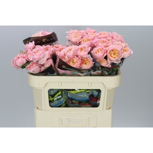 Rosa Tr Julietta X5