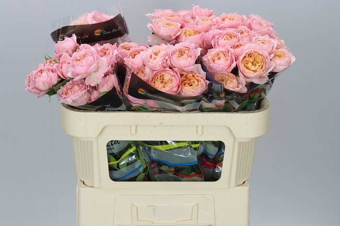 <h4>Rosa Tr Julietta X5</h4>