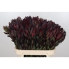 Leucadendron Saf Sunset Dark R.