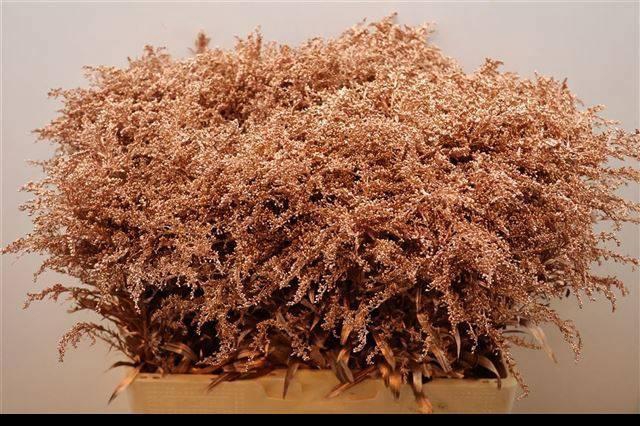 <h4>SOLI OV KLB H%</h4>