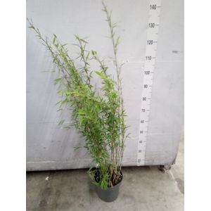 Fargesia nitida 'Volcano'